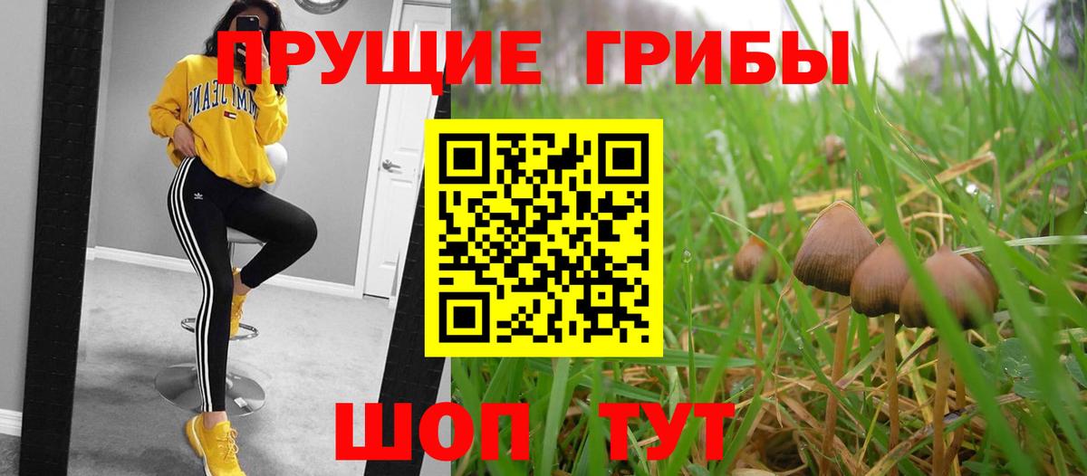 Галлюциногенные грибы Psilocybe Ярцево